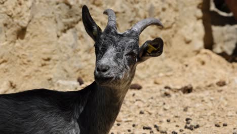 Portrait-shot-of-young-cute-baby-Goat-outdoors-during-sunny-day-in-sandy-area