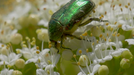 Nahaufnahme-Eines-Käfers-Mit-Grüner-Beleuchtung,-Der-An-Einem-Sonnigen-Tag-Pollen-Einer-Weißen-Blume-Sammelt