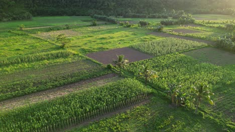 Aerial-flyover-of-farmland-crop-fields-in-philippines