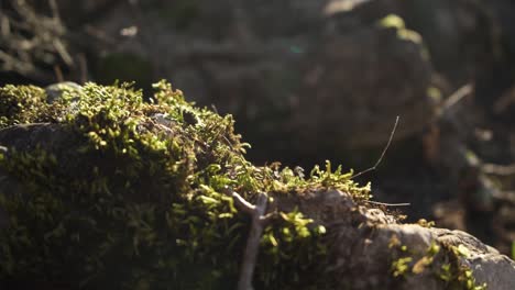 Morning-sunlight-in-mossy-forest-covering-the-stones-on-fairy-tale-landscape-cinematic-shot