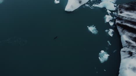 Pan-up-drone-shot-of-a-seal-swimming-in-front-of-huge-icebergs-in-Iceland