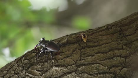Stag-beetle-surrounded-by-bees-on-tree-trunk,-handheld-closeup