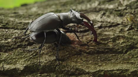 Escarabajos-Ciervo-En-El-Tronco-De-Un-árbol,-Primer-Plano-De-Mano