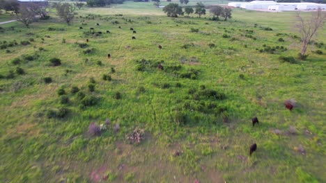 Imágenes-Aéreas-De-Vacas-Negras-En-Un-Campo-En-Stonewall,-Texas.