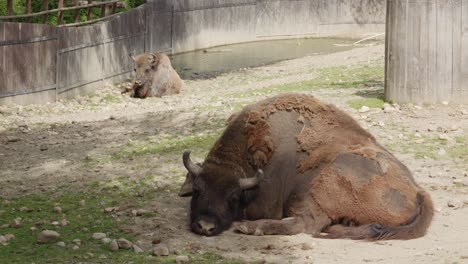 European-Bison-resting-On-The-Ground-With-Wooden-Fence-In-the-background-at-The-Zoo-In-Prague,-Czech-Republic