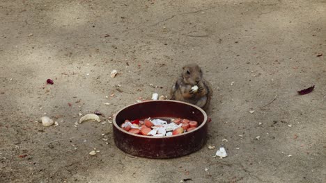 adorable-scene-of-a-prairie-dog-enjoying-a-meal-of-vegetables-from-a-bowl