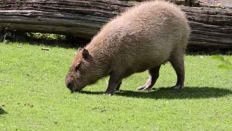Nahaufnahme-Von-Wilden-Capybaras-Hydrochoerus,-Die-Im-Sonnenlicht-Gras-Auf-Dem-Feld-Fressen