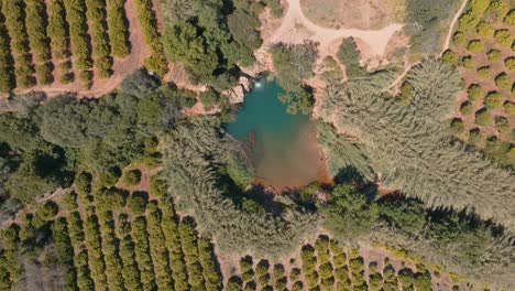 Top-down-drone-view-of-turquoise-blue-swimming-hole-hidden-in-orchard-of-algarve-portugal