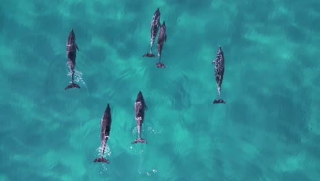 Eine-Gruppe-Delfine-Schwimmt-Anmutig-Im-Tiefblauen-Wasser-Des-Ozeans
