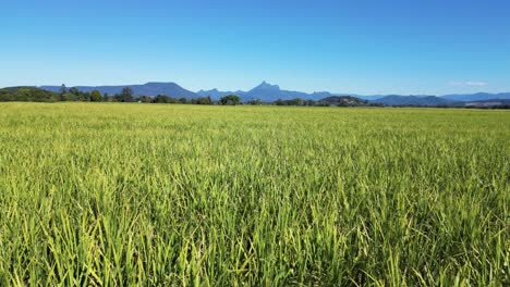 Cinematic-view-looking-out-over-an-iconic-Australian-sugar-cane-field-with-the-sacred-indigenous-Wollumbin-in-the-distance