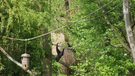 Zwei-Gibbons-Vergnügen-Sich-Lebhaft-Auf-Einem-Baum