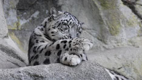 Close-up-shot-of-Snow-Leopard-licking-paws-with-tongue-resting-on-rock,-slow-motion