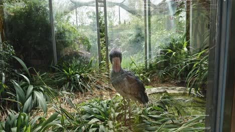 Shoebill---Long-Legged-Wading-Bird-at-Prague-Zoo,-Czech-Republic
