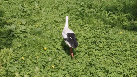 Porträt-Eines-Schwarz-weißen-Storchvogels,-Der-über-Eine-Grüne-Wiese-Wandert