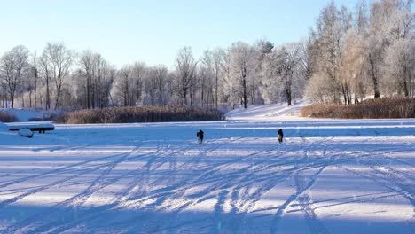 Couple-of-dogs-on-frozen-lake-in-winter-season,-sunny-day-with-snowfall