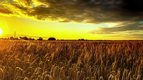 Wunderschöner,-Malerischer-Gelber-Sonnenuntergang-Im-Zeitraffer-über-Ackerland-Mit-Mais-Und-Wolken,-Die-über-Den-Himmel-Fegen,-Lettland