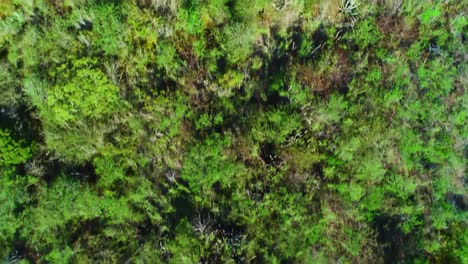 Vista-De-Arriba-Hacia-Abajo-De-La-Vegetación-De-Arbustos-Secos-áridos-Tropicales