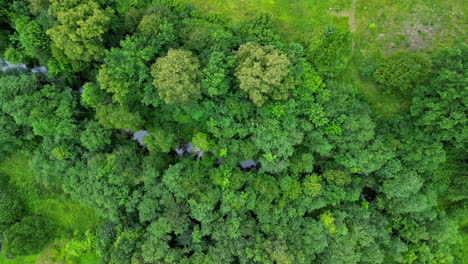 A-river-flowing-through-the-lush-green-countryside---straight-down-aerial-flyover