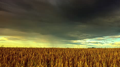 Rainstorm-over-a-field-of-farm-crops---dramatic,-stormy-time-lapse