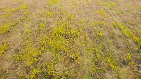 Yellow-flowers-on-plantation-field.-Aerial-forward-view