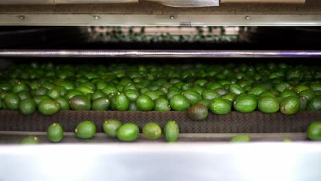 Avocado-Verarbeitungsanlage-In-Michoacan