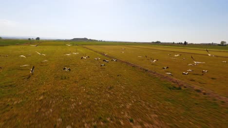FPV-aerial-drone-following-a-flock-of-storks-taking-off