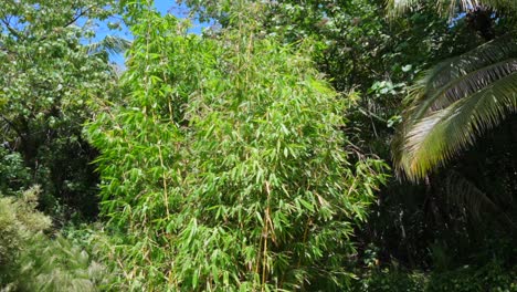 Grupo-De-Grandes-Bambúes-Altos-En-Los-Trópicos-En-Un-Jardín-Cuidado-Con-Hierba-Cortada