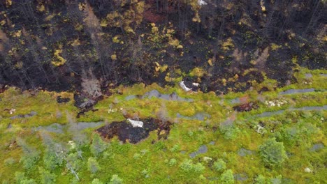 Drone-view-of-forest-fire-boundary,-separating-green-and-dry-parts