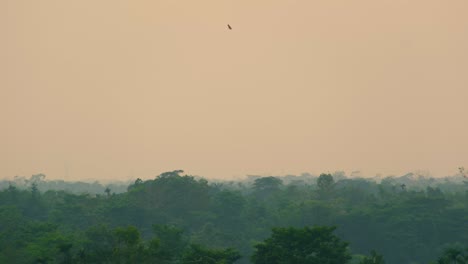 Eagle-Flying-Overhead-Rainforest-During-the-Evening,-Dusk