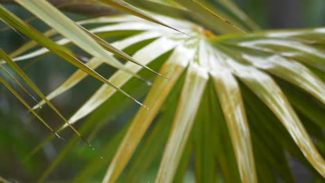 Starker-Tropischer-Regen,-Der-Auf-Exotische-Palmblätter-Fällt