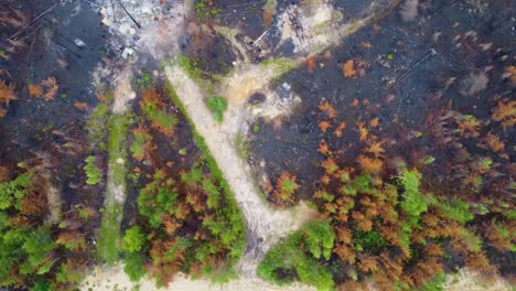 Drone-top-view-of-Trees-in-bare-and-dry-forest-due-to-massive-forest-fires-in-Québec-Province,-Canada