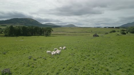 Orbit-of-small-flock-of-sheep-showing-hill-Great-Mell-Fell-and-revealing-distant-mountain-Blencathra