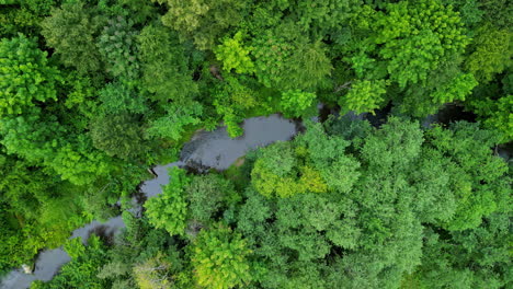 Creek-On-Dense-Tree-Canopy-At-Tropical-Forest