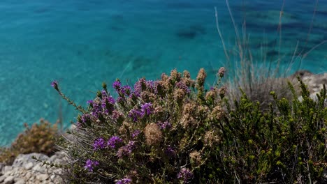 Beautiful-wild-flowers-on-rocks-of-Mediterranean-shoreline-over-turquoise-sea-surface-background