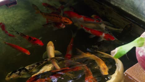 4K-Filmaufnahmen-Der-Tierwelt-Von-Bunten-Koi-Fischen,-Die-In-Einem-Teich-In-Thailand-Schwimmen