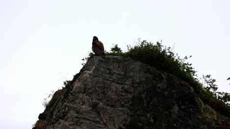 Seeadler-Sitzt-Auf-Einem-Felsen