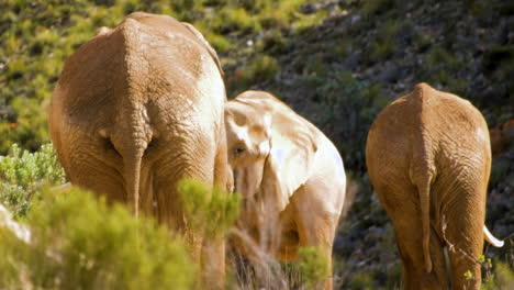 African-elephants-grazing-in-bush,-shot-from-behind-show-tails-and-wrinkled-skin