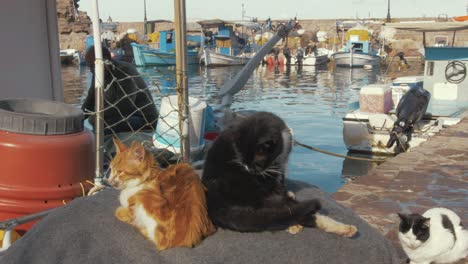 Katzen-Sitzen-Auf-Einem-Pier-In-Einem-Griechischen-Fischerdorf