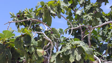 A-fig-tree-with-figs-growing-and-a-blue-sky-in-summer