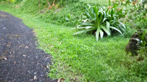 POV-Caminando-Con-Una-Máquina-Para-Comer-Hierba-Lista-Para-Cortar-Un-Camino-De-Entrada