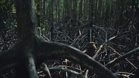 Die-Wurzel-Eines-Baumes-In-Einem-Mangrovenwald