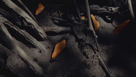 Winzige-Schlammkrabben,-Die-In-Einem-Mangrovenwald-Um-Abgefallene-Blätter-Kämpfen