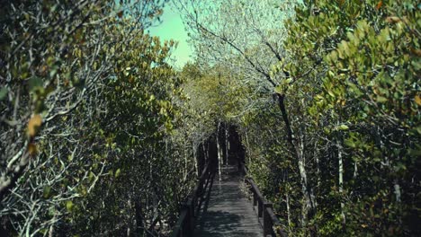 Gehen-Sie-Auf-Einem-Holzsteg-Durch-Eine-Mangrove