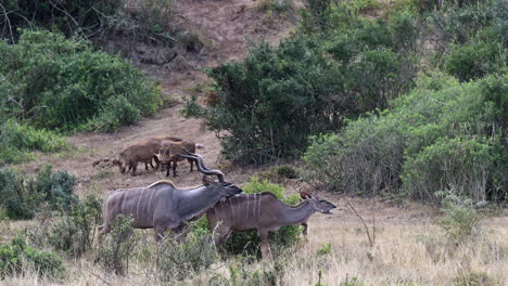 El-Macho-Kudu-Mayor-Permanece-Cerca-De-La-Hembra-En-La-Temporada-De-Apareamiento.
