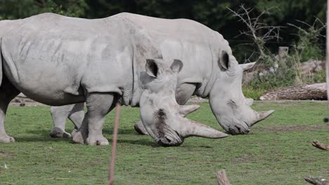 Medium-shot-of-wild-Square-Lipped-Rhinoceros-Couple-grazing-on-Grass-field-in-nature