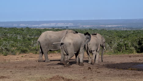 African-elephant---juveniles-arguing-together