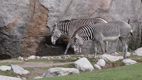 Close-up-shot-oif-cute-zebra-couple-in-zoo-in-front-of-rocky-wall-during-sunny-day---slow-motion-footage