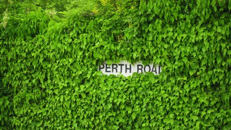 Street-sign-across-the-road-is-covered-by-flora-nature-bushes-barely-seen-what-is-written-on-there-with-cars-passing-by-left-and-right-hidden-location-in-United-Kingdom
