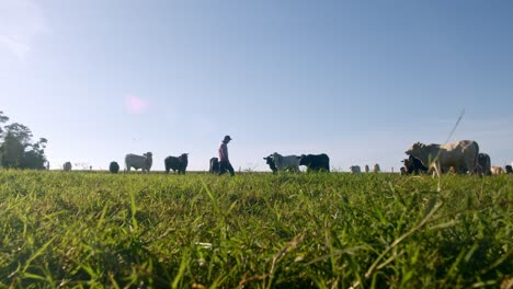 Viehzüchter-In-Aktion:-Zeitlupenaufnahme-Aus-Niedriger-Perspektive-In-Einer-Wunderschönen-Landschaft