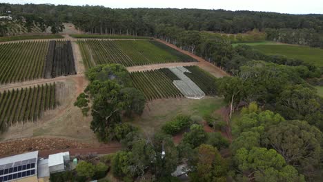 Nets-on-vines-of-vineyard-with-rows-of-grapevines-of-wine-industry-in-Western-Australia